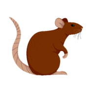 hughmongousRat