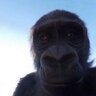 Freako_Monkey