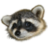 Shirleyxml