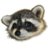Shirleyxml