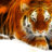 tigerclaw231