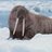 Walrus_Guy
