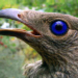 I'm a bird :>