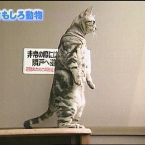 It takes a special kind of patience to train a cat to do... well, anything really.