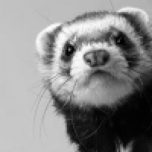 The Lone Polecat has lost Hi-Ho Silver.