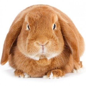404ErrorBunny Source