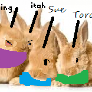 bunny