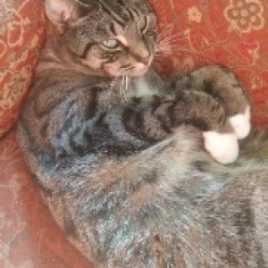 Tom