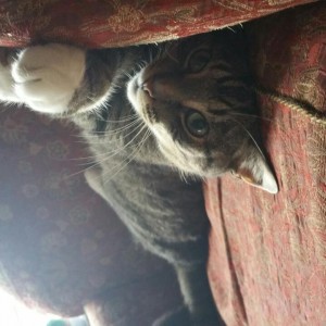 Majestic Cat
