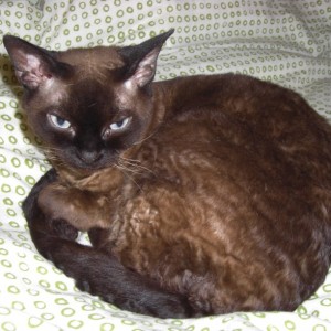 Gasiu