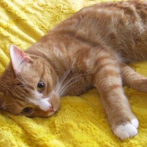 Tofik