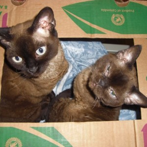 Cardboard Box Endeavors