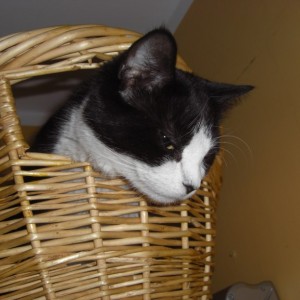 Basketry