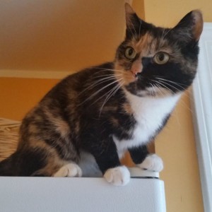 Where's My Food?