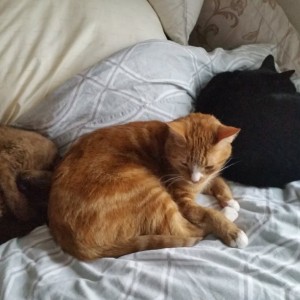 Marmalade