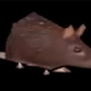 23446.jpg