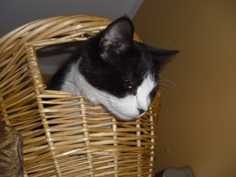 Basketry
