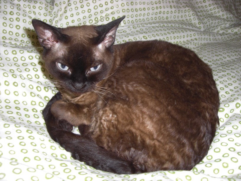 Gasiu