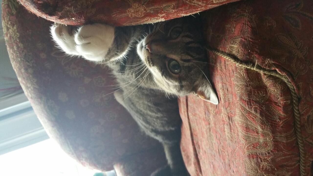 Majestic Cat