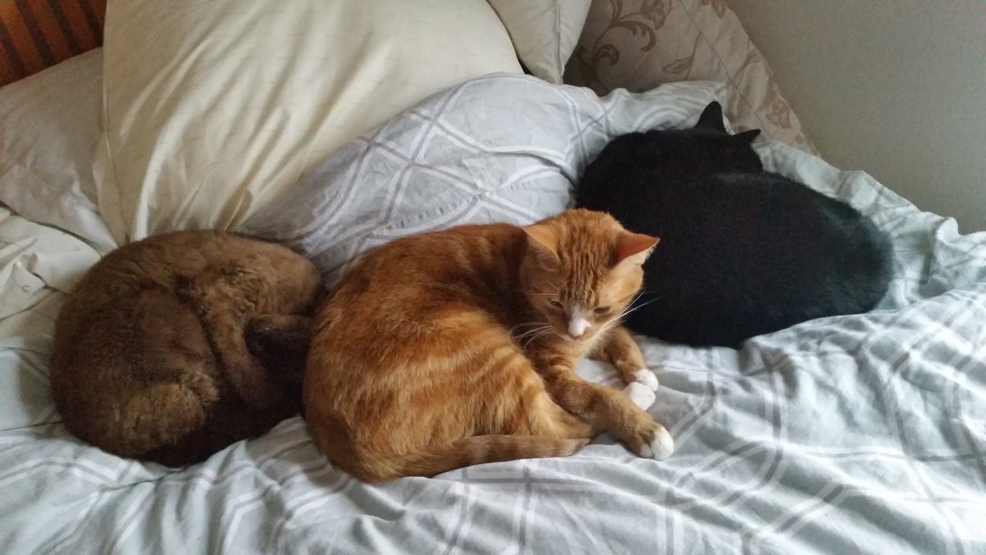 Marmalade