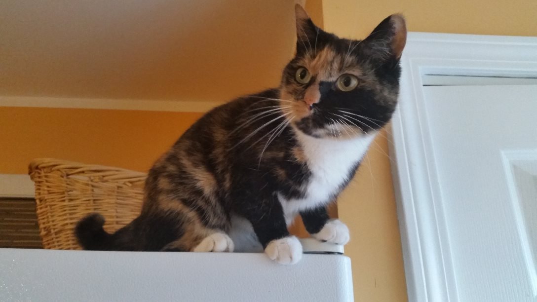 Where's My Food?